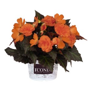 Begonia I'Conia Portofino hot orange