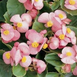 Begonia-Super-Olympia-Pink