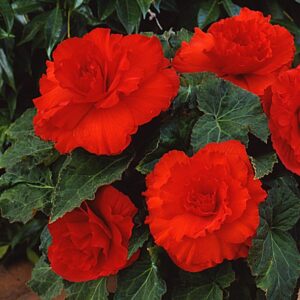 Begonia solenia dark red