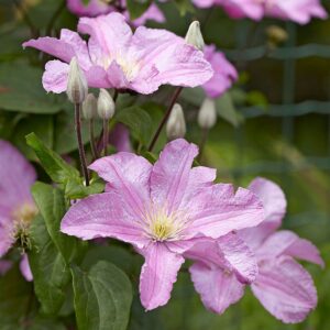 Clematis Comtesse De Bouchard