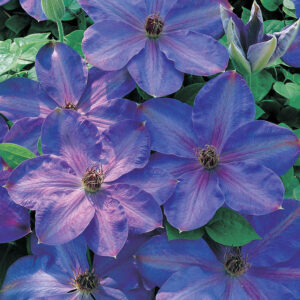 Clematis Elsa Spath