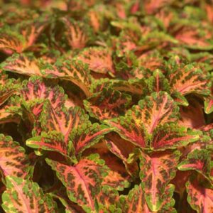 Coleus-Wizard-Coral-Sunrise