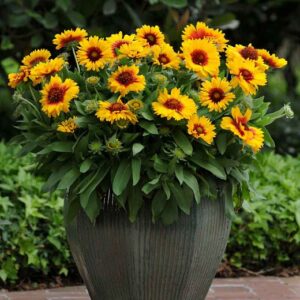 Gaillardia Bright Bicolor