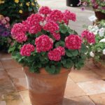 Geranium-Rose-Sizzle