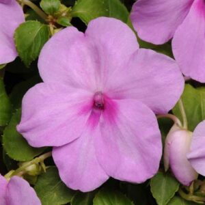 Impatiens-Super-Elfin-Blue-Pearl