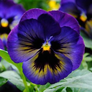 Pansy-Matrix-Midnight-Glow