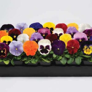 Pansy-Matrix-Mix