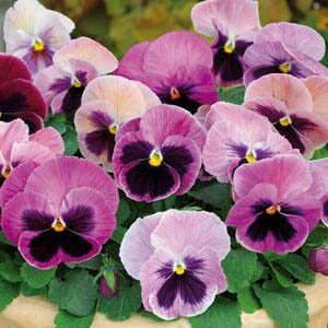 Pansy-Matrix-Pink-Shades