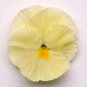 Pansy-Matrix-Primrose