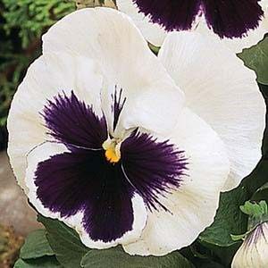 Pansy-Matrix-White-Blotch