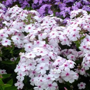 Phlox Upright Flame white eye