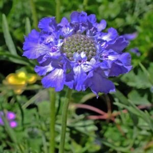 Scabiosa deep blue