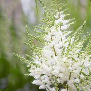 astilbe-younique-white