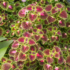 coleus_lava_rose