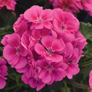 geranium fantasia pink flare