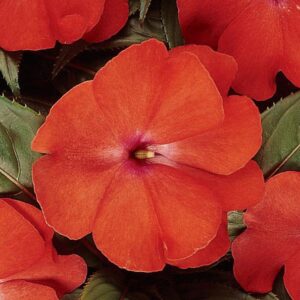 impatiens new guinea celebration bright salmon