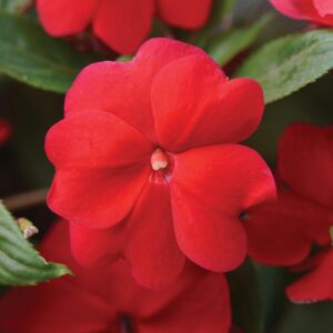 impatiens new guinea celebration deep red