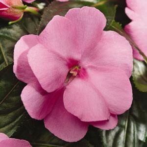 impatiens new guinea celebration pink