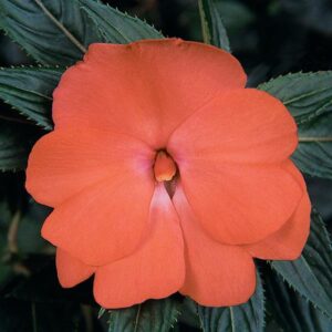 impatiens new guinea celebration tropical peach