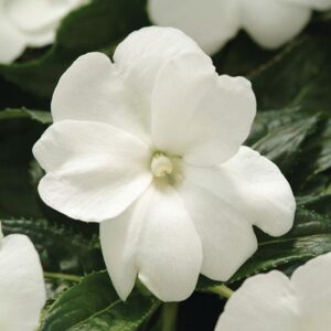 impatiens new guinea celebration white