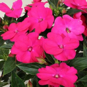 impatiens sunpatiens rose pink