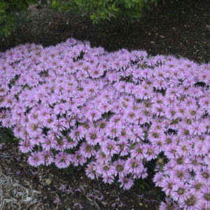 monarda lilac