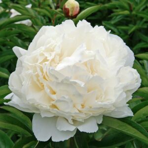 peony white double