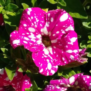 petunia pink sky