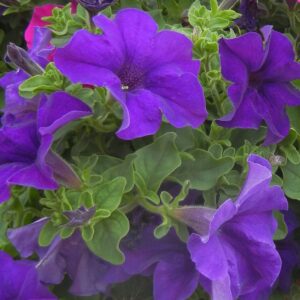 petunia surfinia giant blue