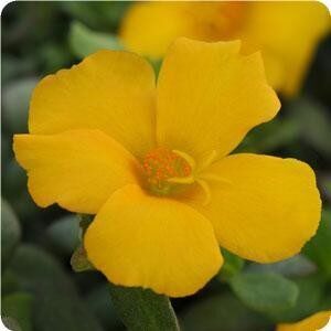 purslane riogrande yellow