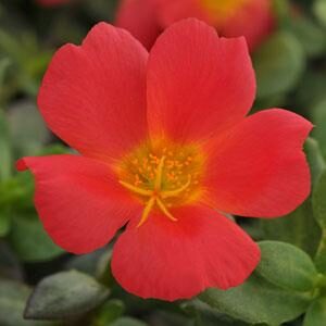 purslane-scarlet