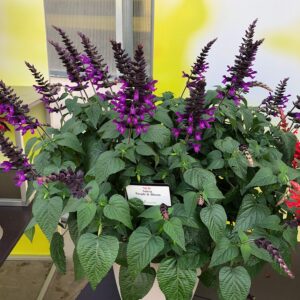 salvia-Purple-and-bloom