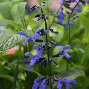 salvia-black-and-bloom