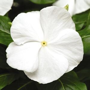 vinca-titan-white
