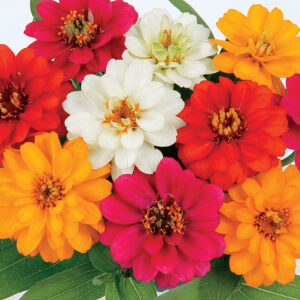 zinnia-profusion-mix