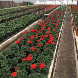 Larger Pot Geraniums