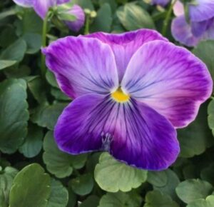 spring-hanging-baskets-ahner-greenhouse