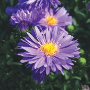 Aster-Blue dragon