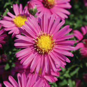 Aster- Hazy Dark Pink