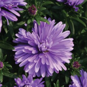 Aster- Henry 1 Blue