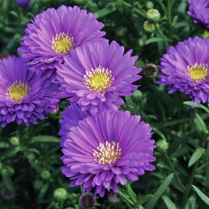 Aster- Magic Purple