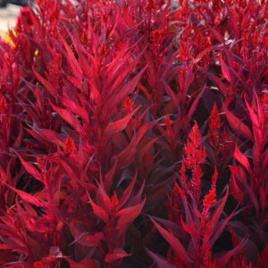 Celosia- Dragons Breath