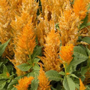 Celosia- Fresh look yellow