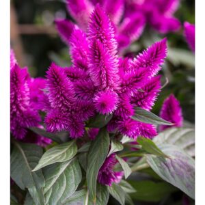 Celosia- Intenz Classic Purple