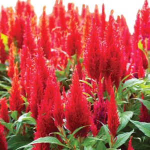 Celosia- New look Red