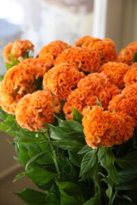 Celosia- Twisted Orange