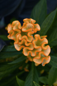 Celosia- Twisted Yellow