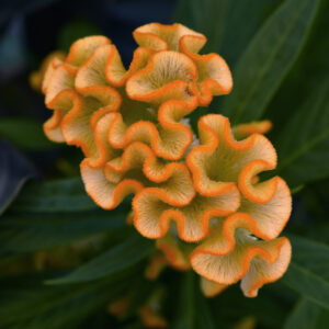 Celosia- Twisted Yellow