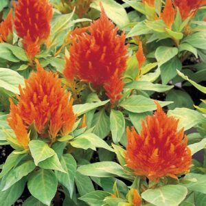 Celosia- fresh look orange