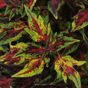 FlameThrower Chili Pepper Coleus